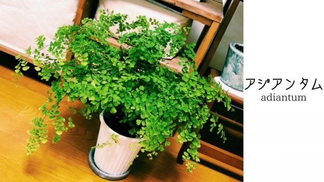 多肉ハーブのアロマティカスはゴキブリ対策に効果的 育て方と香りの保ち方 ホテルと植物と暮らし