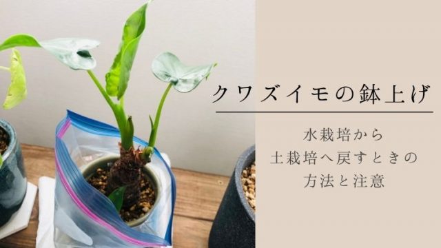 クワズイモの鉢上げ 水栽培から土栽培へ戻すときの方法と注意 ホテルと観葉植物