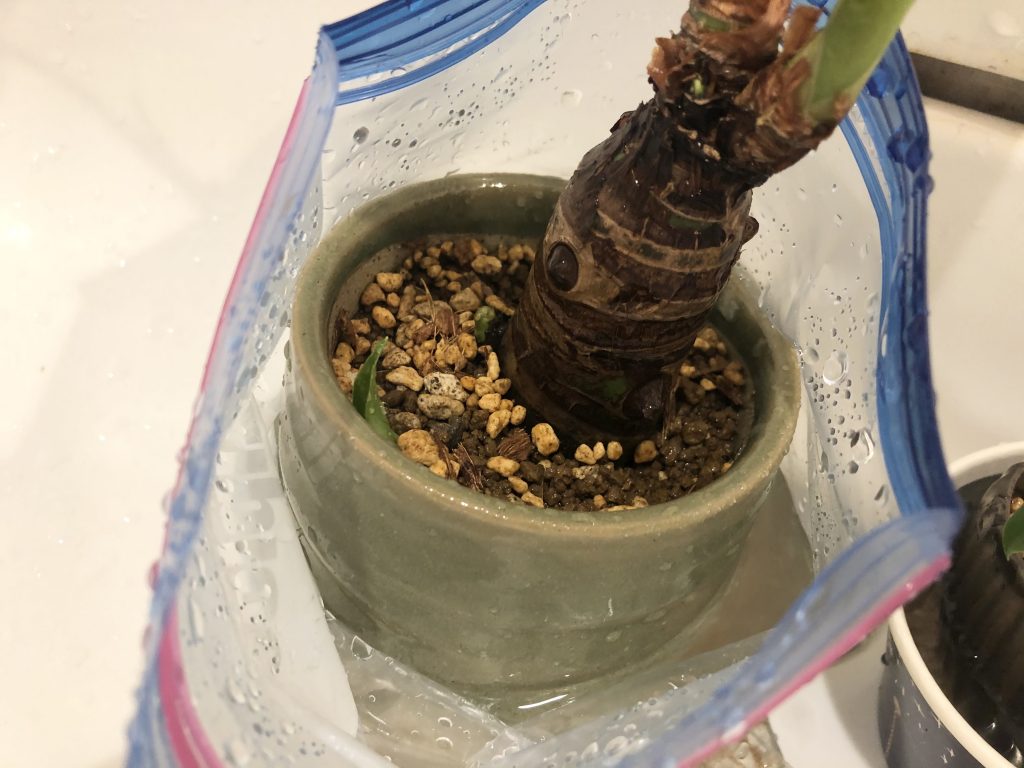 クワズイモの鉢上げ 水栽培から土栽培へ戻すときの方法と注意 植物とホテル