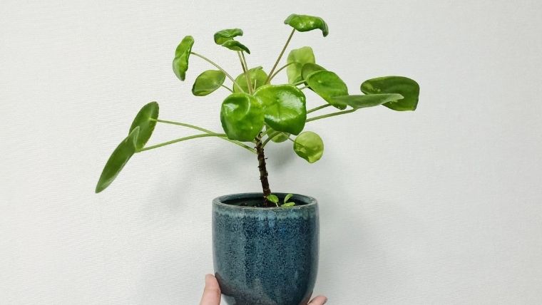 丸い葉っぱが可愛いい ピレア ペペロミオイデスの育て方 植物とホテル