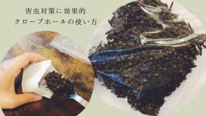 多肉ハーブのアロマティカスはゴキブリ対策に効果的 育て方と香りの保ち方 植物とホテル