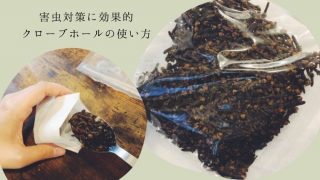 多肉ハーブのアロマティカスはゴキブリ対策に効果的 育て方と香りの保ち方 ホテルステイと観葉植物
