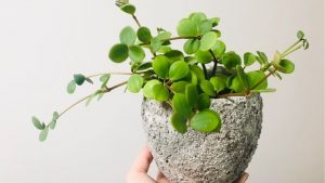 ペペロミアホープが間伸び 徒長してしまった原因と対策 植物とホテル