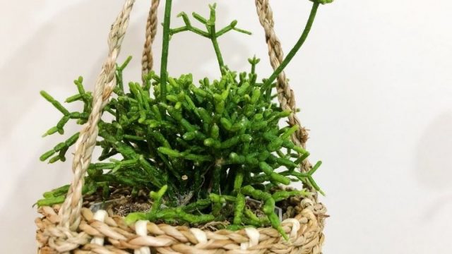 お部屋がおしゃれに 個性的なサボテン リプサリス の育て方 ホテルステイと観葉植物