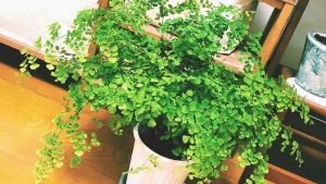 チリチリに枯れたアジアンタムが完全復活するまでの記録 植物とホテル