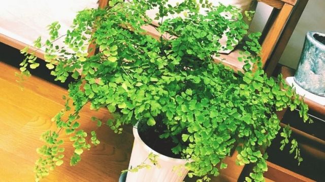 多肉ハーブのアロマティカスはゴキブリ対策に効果的 育て方と香りの保ち方 植物とホテル