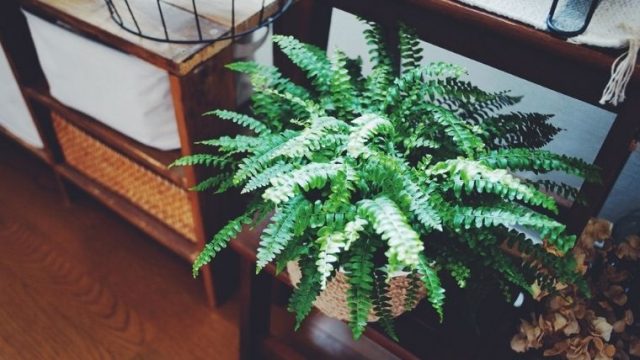 部屋がぐっとおしゃれになるシダ植物 ネフロレピス ボストンファーンの育て方 植物とホテル