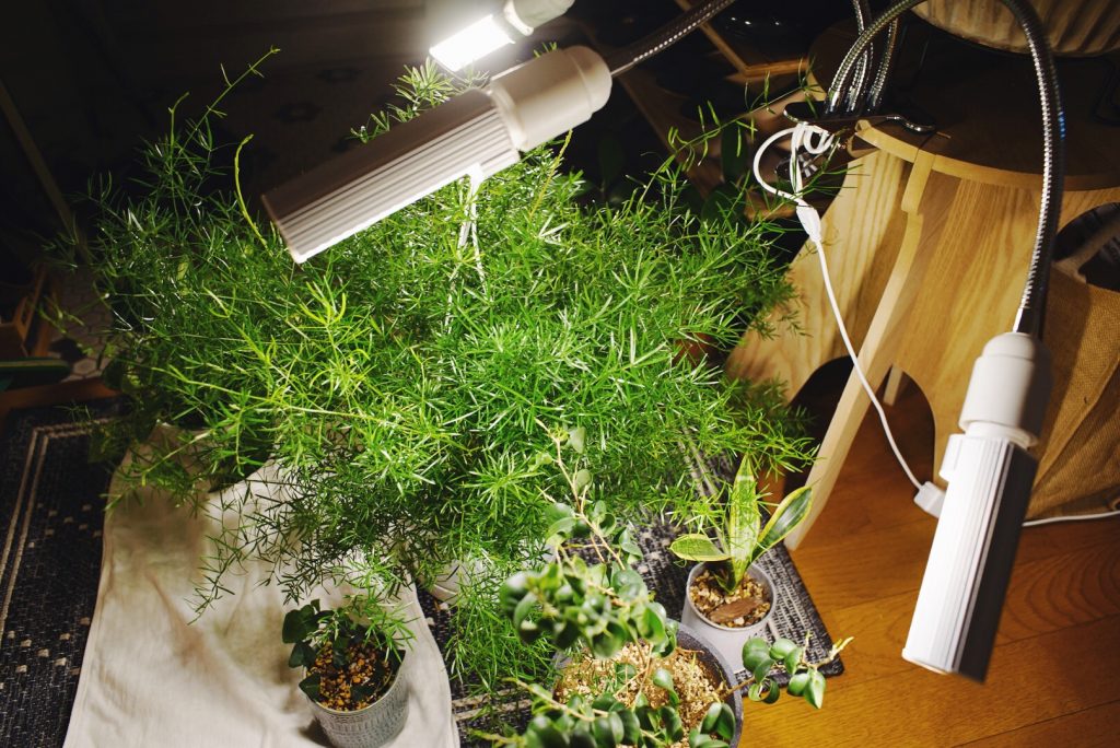 植物育成ライト で梅雨や暗い部屋でも植物を元気に メリットや注意点など 植物とホテル