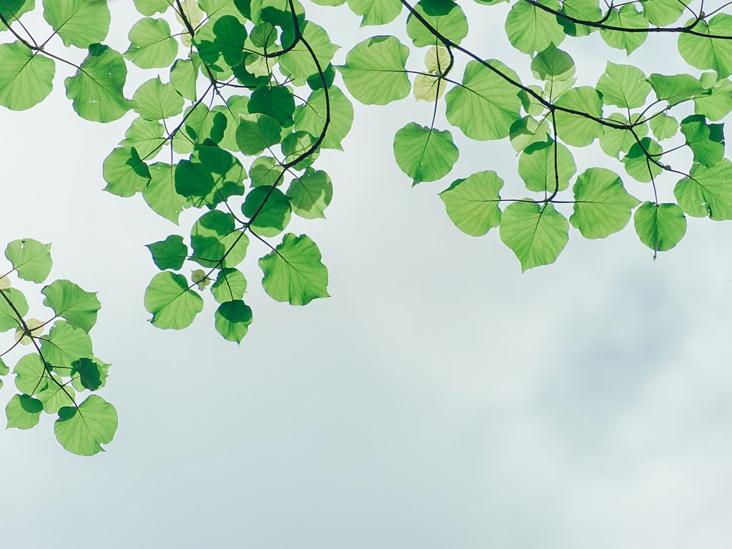 秋は観葉植物の成長日和 晴れた日は植物を外に出してあげよう 植物とホテル