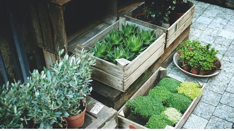 秋は観葉植物の成長日和 晴れた日は 植物を外に出して 外の風に当ててあげるのがおすすめです 植物とホテル