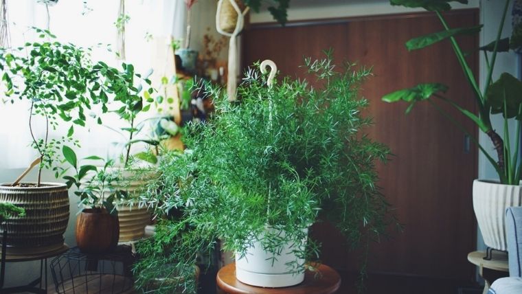 葉がぽろぽろ落ちやすい アスパラガススプレンゲリーの育て方 植物とホテル