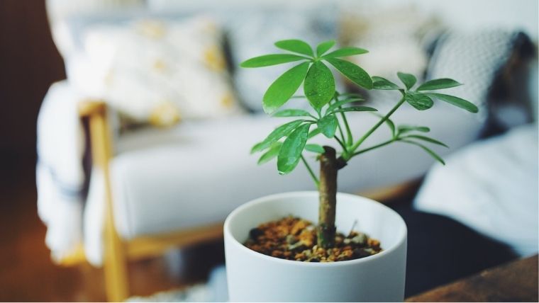 100均で購入した 可愛いシェフレラ カポック の育て方 植物とホテル