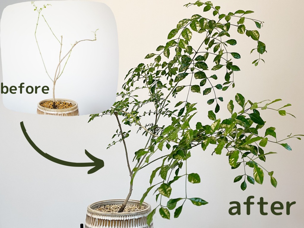 シマトネリコのbefore after