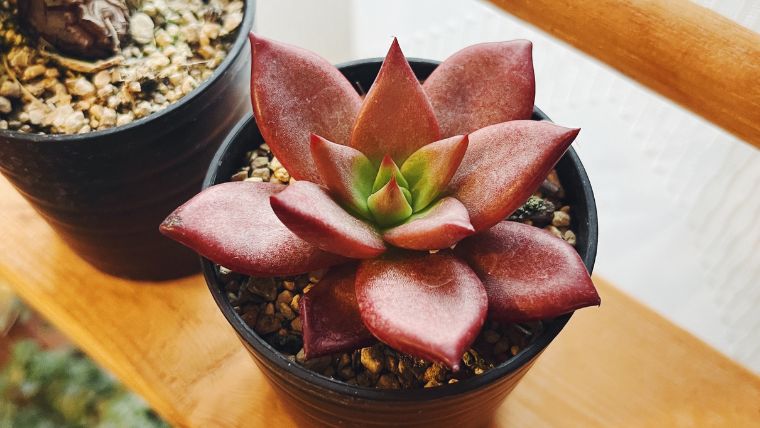 赤くならずに枯れてきた”エケベリア ロメオルビン” ー 秋の植え替え、復活するまでの記録 ー | 植物とホテル